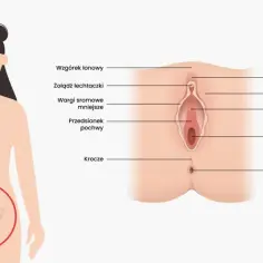 Ilustracja przedstawia budowę zewnętrznych narządów płciowych kobiety, z zaznaczoną pochwą i innymi elementami.