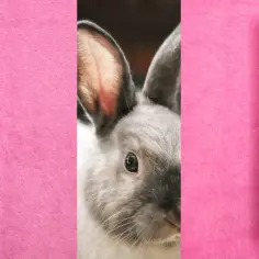 Różowy wibrator i króliczek - jak zrobic sobie przyjemnosc. Produkt Lily Vibe w opakowaniu.