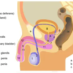 Anatomical diagram of the male reproductive and urinary systems with numbered parts.